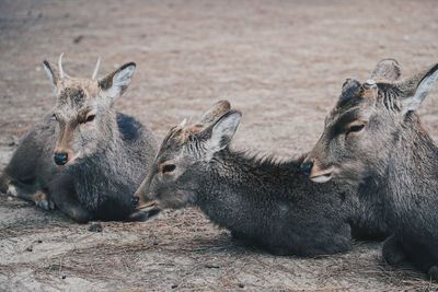 Close-up of deer