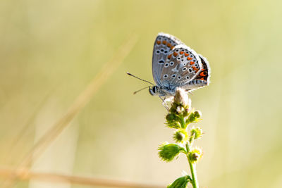 Close-up of butterfly pollinating on flower