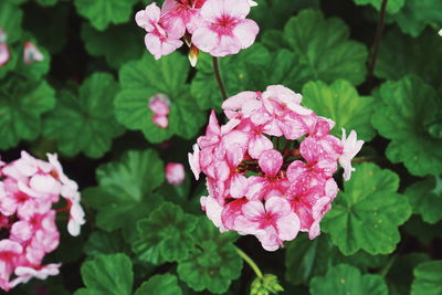 Close-up of pink rose flowers