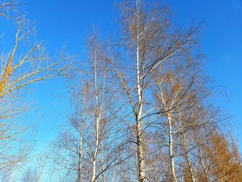 Low angle view of bare tree against clear blue sky