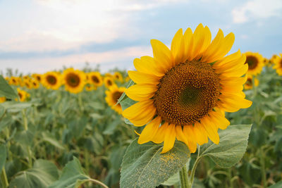 Close-up of sunflower on field against sky