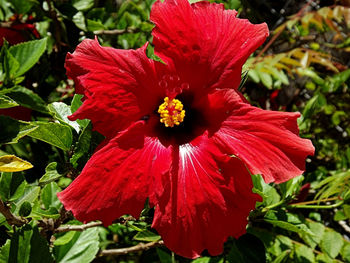 Close-up of red flower