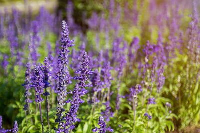 Close-up of purple flowering plants on field