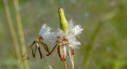 Close-up of insect on plant