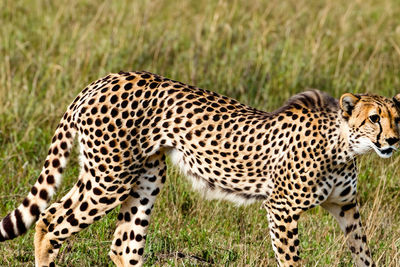 animal