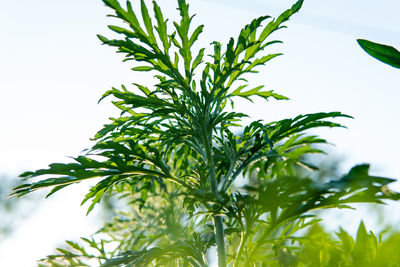 Low angle view of fresh green leaves against sky