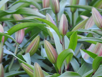 Close-up of flowering plant