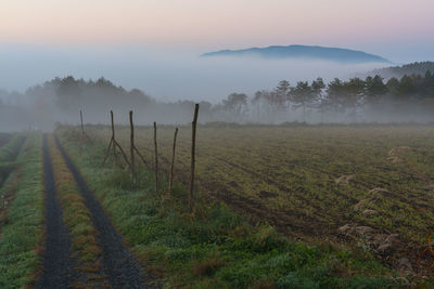 Scenic view of agricultural field by trees during sunrise