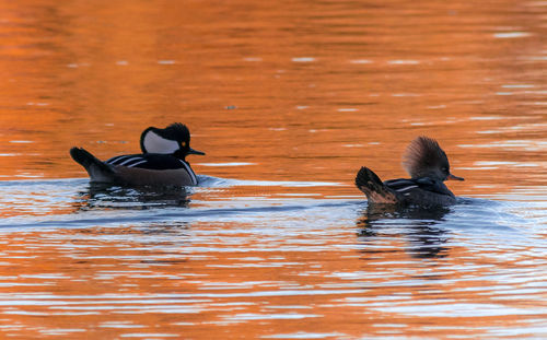 Hooded mergansers swimming on lake during sunset