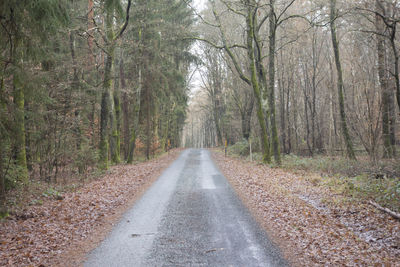 Road amidst trees in forest