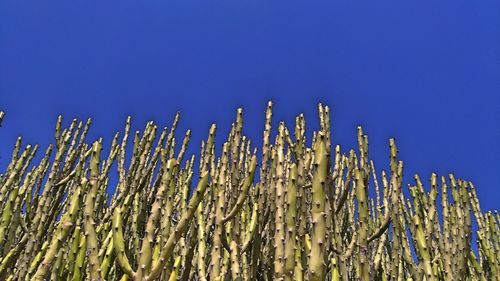 Low angle view of bamboo trees against clear blue sky