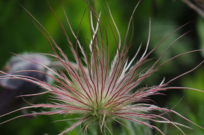 Close-up of dandelion on field