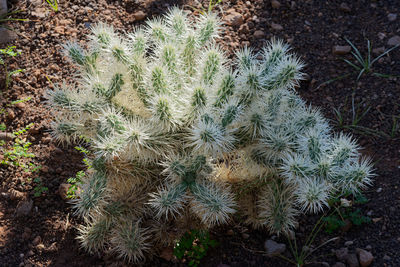 High angle view of succulent plant on field