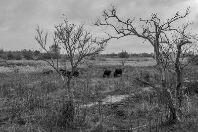 View of a horse on field