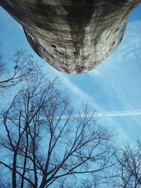 Low angle view of tree against clear sky