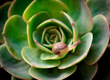 Close-up of insect on flower