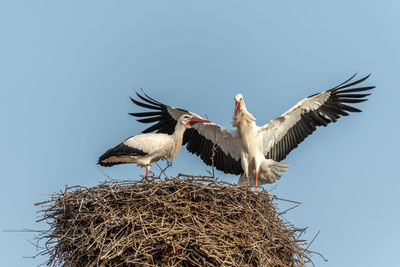 white stork