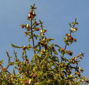 Low angle view of flowering plants against clear blue sky