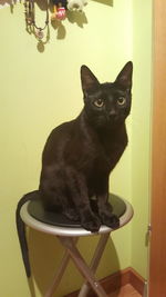 Portrait of black cat sitting