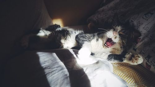 Cat relaxing on floor