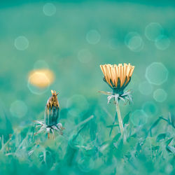 Beautiful yellow flowers in the nature in spring season