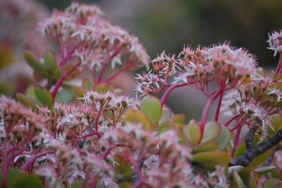 Close-up of flowers blooming outdoors