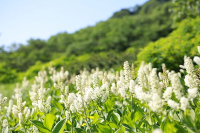 Close-up of white flowering plants on field