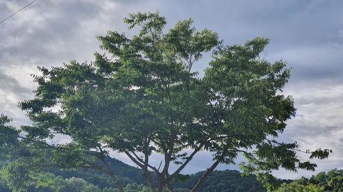 Low angle view of tree against sky