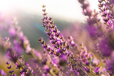 Close-up of purple flowering plants