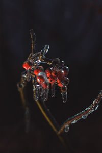 Close-up of red insect against black background