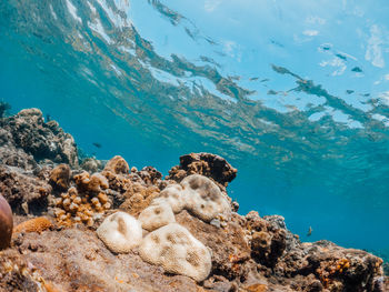 View of coral swimming in sea