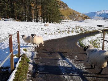 Sheep in a snow