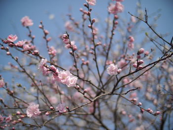 Close-up of cherry blossoms in spring