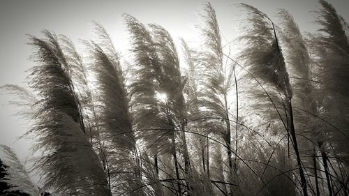 Low angle view of trees against sky