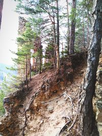 Low angle view of trees in forest