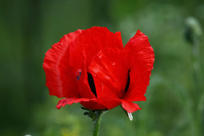 Close-up of red poppy flower