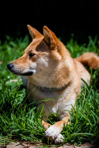 Close-up of a dog looking away on field