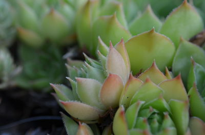 Close-up of succulent plant