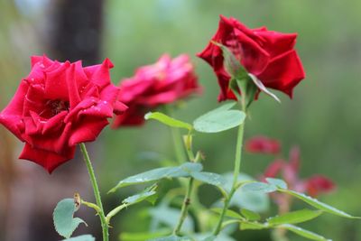 Close-up of red flowers blooming outdoors