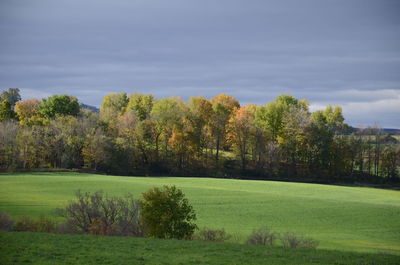 Trees on field against sky