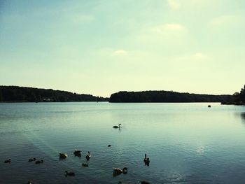 View of birds swimming in lake