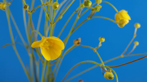 Close-up of yellow flowering plant against blue sky