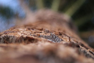 Close-up of palm