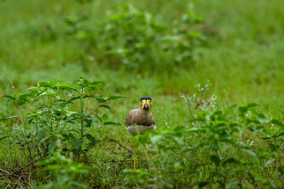 Bird perching on a field