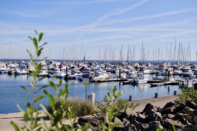 Sailboats moored in harbor