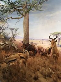 Flock of sheep on field