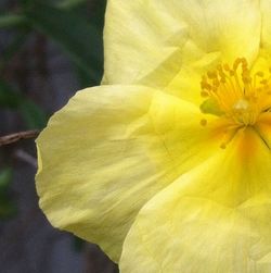 Close-up of yellow flower