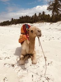 Camel on the mombasa beach kenya