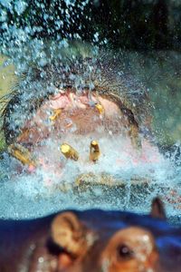 High angle view of bubbles swimming in sea