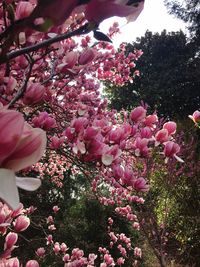 Low angle view of pink flowers on tree